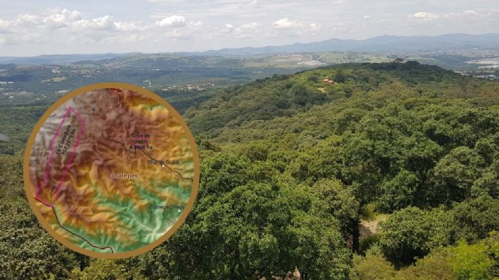 Este es el bosque que Coatepec busca proteger; lanzan Consulta Popular