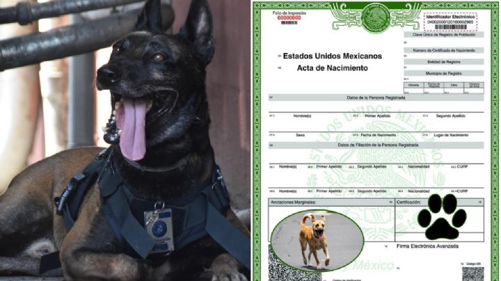 ¿CURP para tu mascota? Así serán las actas de identidad con nombre y apellidos en CDMX