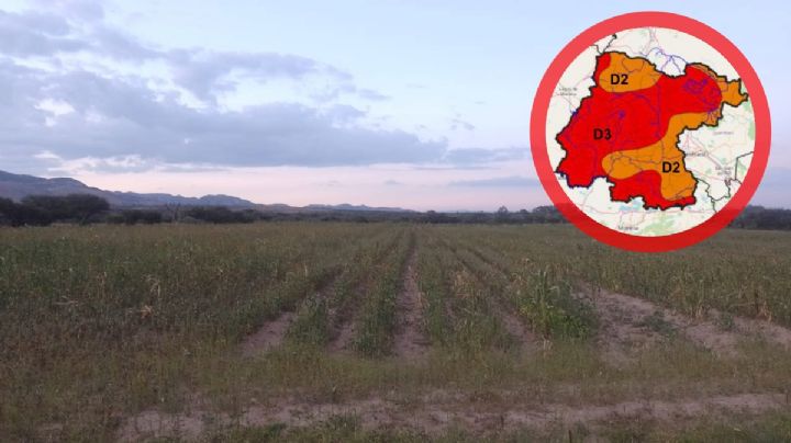 Sequía extrema en San Felipe ya provoca pérdidas de ganado, cultivos de maíz y avena