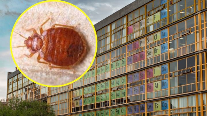 Facultad de Química de la UNAM niega plaga de chinches