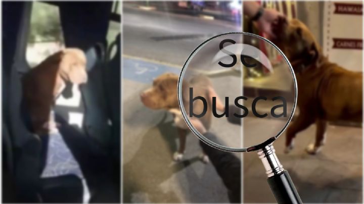 Simón, el lomito viral que viajó solo en autobús a Pachuca, está perdido