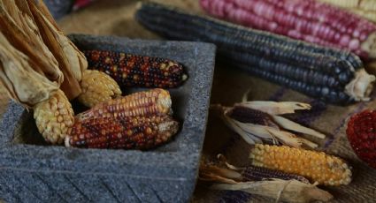 Producción de maíz cae 40% y México pierde poder agrícola