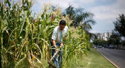 "Sin maíz no hay país": urgen a la supervivencia del maíz prehispánico en México