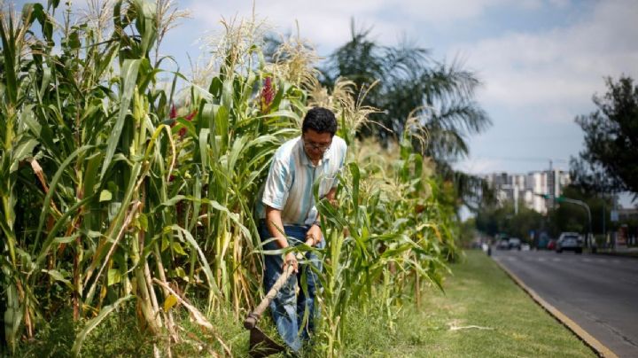 Piden certidumbre y apoyos para la cosecha de maíz en Sinaloa