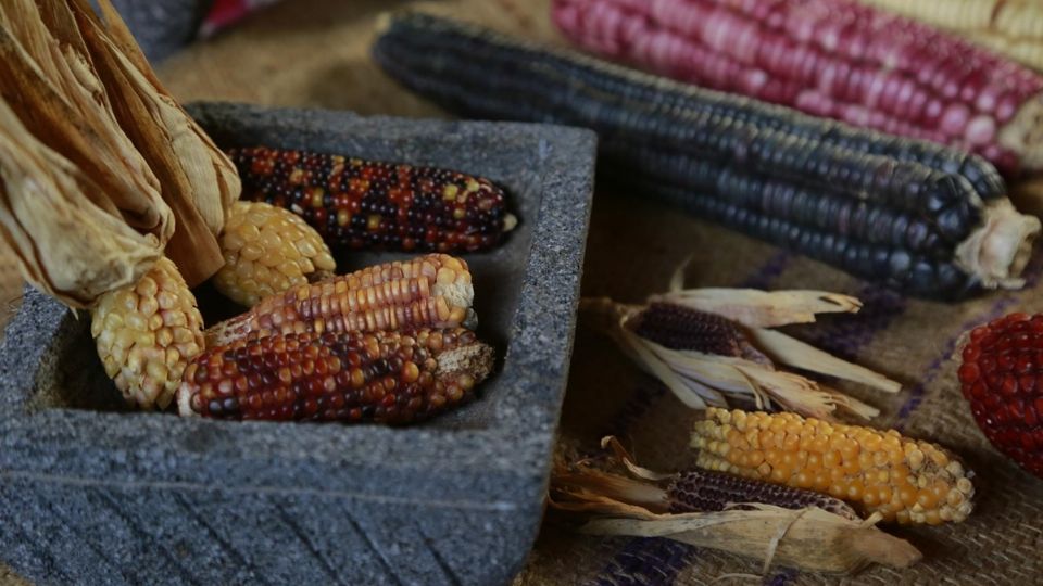 Variantes de maíz nativo
