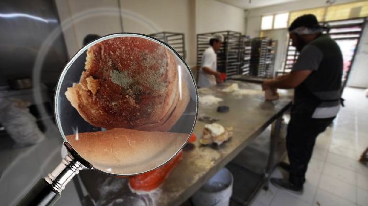 Aguas con esta panadería en Pachuca; niño comía concha con moho | FOTO