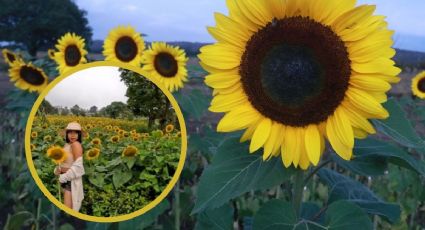 Este es el viral campo de girasoles cerca de Xalapa ¿Cómo llegar?