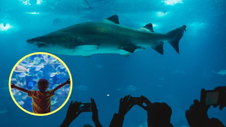 Nuevo acuario en la CDMX: Cuándo abre, dónde y costos