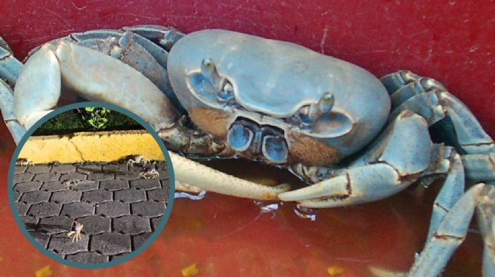 VIDEO: Migración de cangrejo azul sorprende en Costa Esmeralda, Veracruz