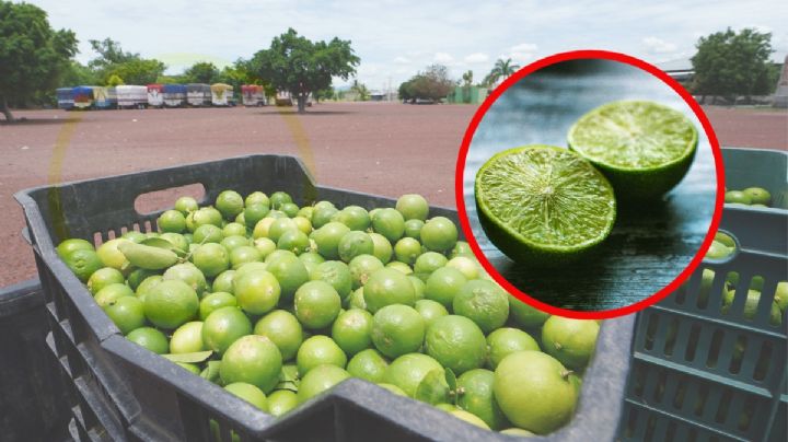 ¿Cuál es el precio del limón? Profeco revela la razón de su altísimo costo