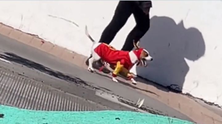 VIDEO | "No contaban con su astucia": captan a "Chesperrito" combatiendo el mal