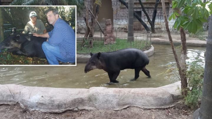 Muere en Zoológico de León tapir qué salió en la película de Mel Gibson