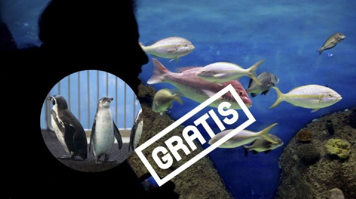 ¿Cuándo es el último día gratis del año en el Acuario de Veracruz?