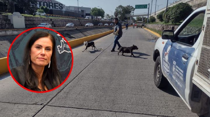 Perros que atacaron a hombre en el Malecón, ¿podrían ser sacrificados?