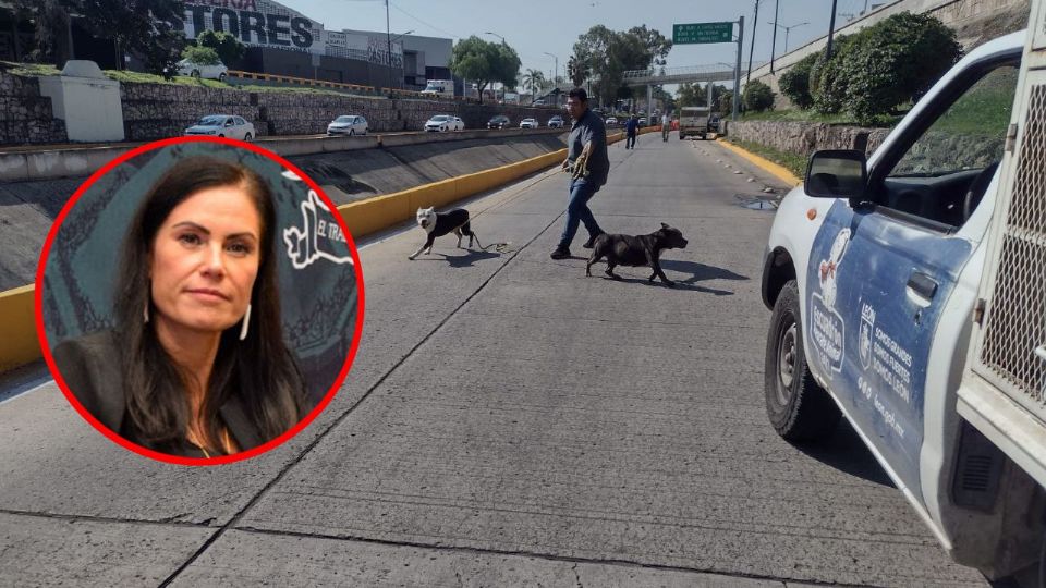 La presidenta municipal, Ale Gutiérrez dijo que a los canes involucrados en los ataques se les dará seguimiento respecto al protocolo de ley.