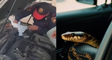 Fotos | Serpiente busca... ¿robarse un auto en CDMX?
