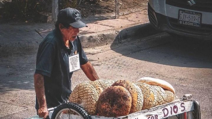 ¿Quién es el adulto mayor de las conchas gigantes?