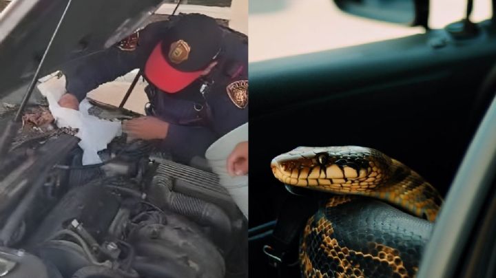 Fotos | Serpiente busca... ¿robarse un auto en CDMX?
