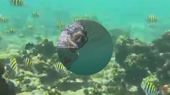 VIDEO: Estudiante de biología marina se viraliza tras explorar arrecife en Veracruz