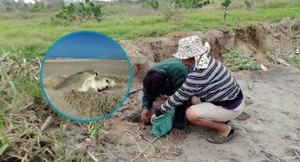 Inicia campaña para proteger tortugas marinas en playas del norte de Veracruz