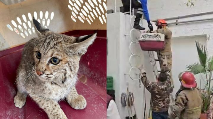 ¿Un lindo gatito? Capturan lince que se paseaba en azotea de oficinas en Tamaulipas