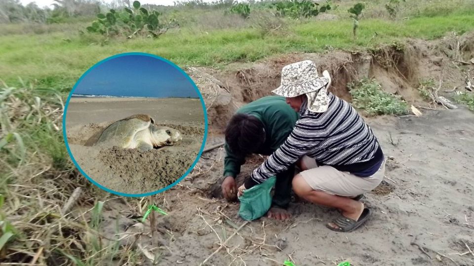 Agrupaciones del norte de Veracruz buscan que nazcan más especímenes