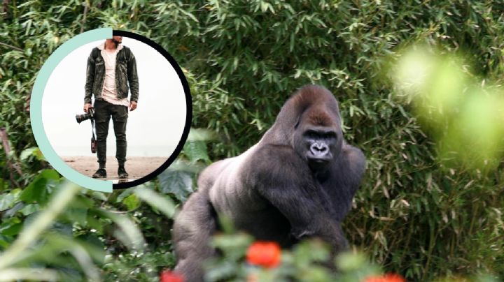 Así fue la vida de un fotógrafo que vivió 3 meses con un gorila