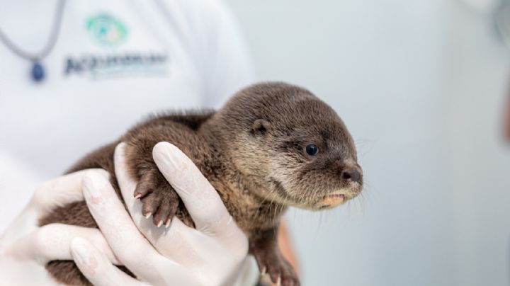 Aquarium de Veracruz resguarda a nutria que fue rescatada de venta ilegal