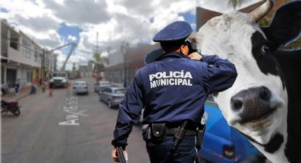Peculiar persecución de un becerro entretiene a policías y paramédicos en Mixquiahuala | VIDEO