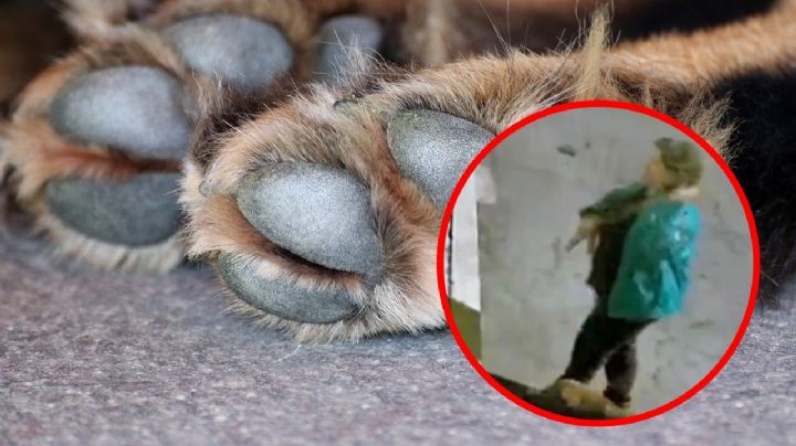 "Le ladraste a mi niña ¿no?": mujeres agreden a perro en calles de Iztapalapa | video