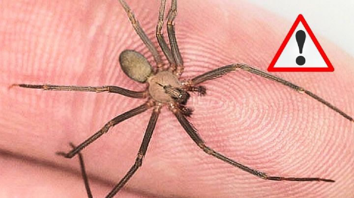 ¿Araña mortal picó a joven en el centro de Xalapa? Esto se sabe