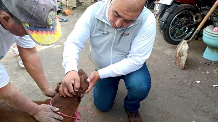 Rescatan a pitbull que era entrenado para peleas en Ozumba