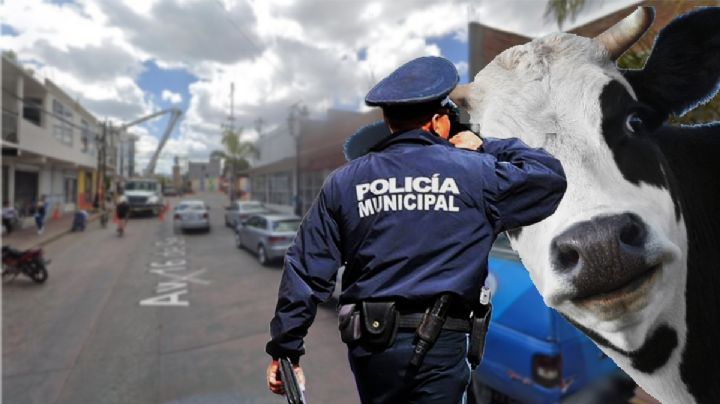 Peculiar persecución de un becerro entretiene a policías y paramédicos en Mixquiahuala | VIDEO