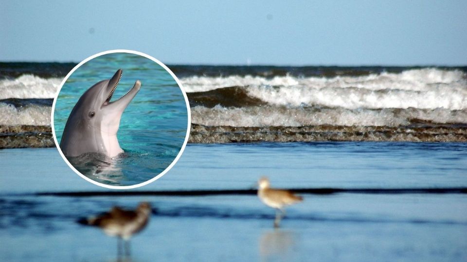 Los dos ejemplares nadaron por 5 minutos antes de adentrarse al mar. (Foto Ilustrativa)