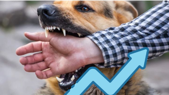 Ataques de perros a humanos: aumenta demanda de atención por mordeduras en Hidalgo