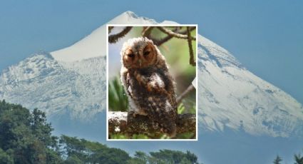 Tecolote de ojos oscuros, la nueva ave que habita en el Pico de Orizaba