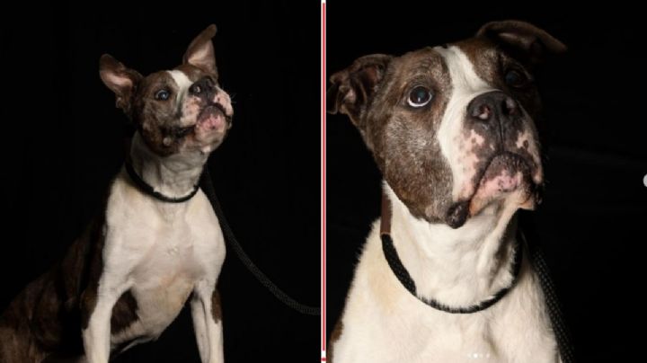 Gasper, el perro que tocó a la puerta de una casa para pedir ayuda: padece cáncer de piel