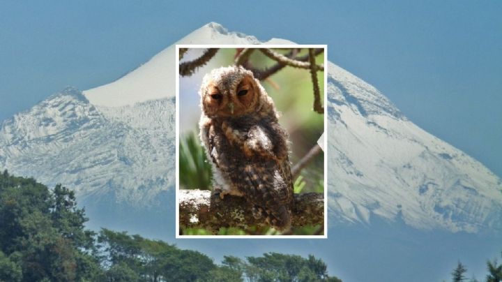 Tecolote de ojos oscuros, la nueva ave que habita en el Pico de Orizaba