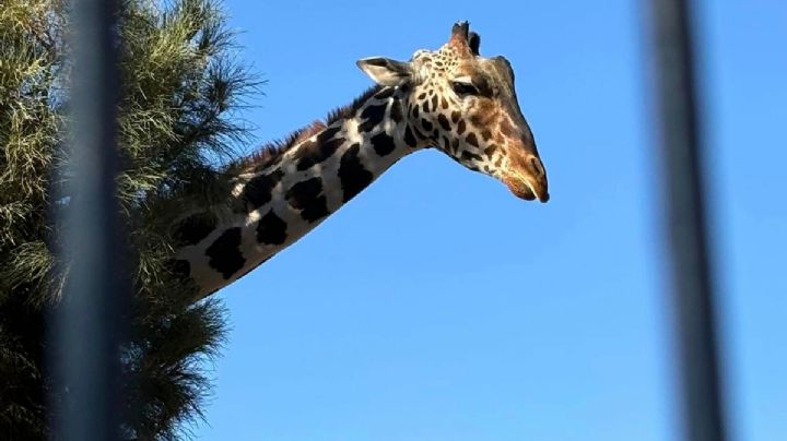 ¿Puente en Africam Safari? Así puedes reconocer a Benito entre las jirafas