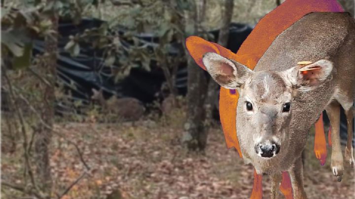 Así liberan a venados en parque ecoturístico de Actopan, lo más tierno que verás hoy | FOTOS