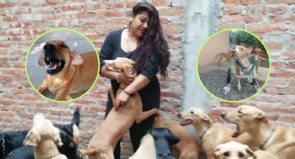 Ángeles con Patitas: albergue para perros en Veracruz que se hizo viral en TikTok