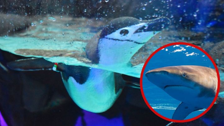 ¿Dónde queda y cuánto cuesta el acuario de León?