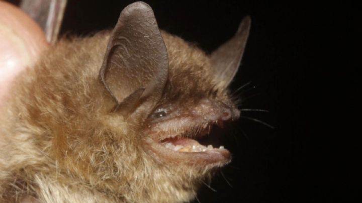 Especímenes raros y fascinantes: descubren 4 nuevas especies en Guanajuato