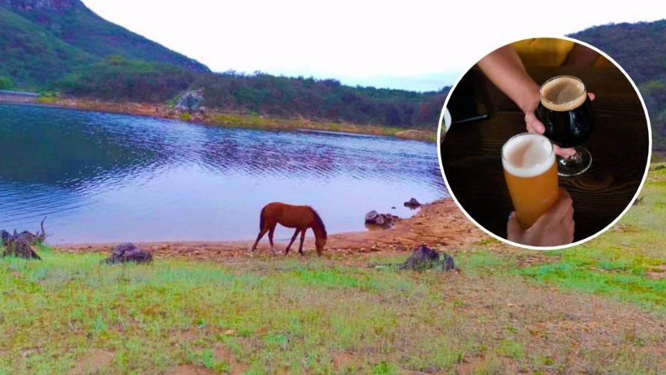 Al menos 65,000 hectáreas de las 400,000 de riego que hay en Guanajuato se dedican al cultivo de cebada que consume mucha agua.