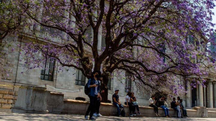 La historia de las Jacarandas en la Ciudad de México