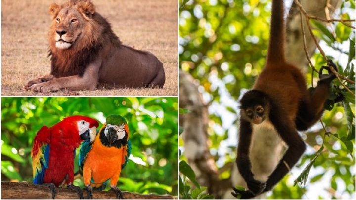 Animales exóticos, sinónimo de estatus y riqueza en Culiacán