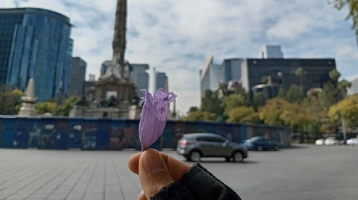 Florecen las primeras jacarandas, pero "esto es una consecuencia del cambio climático", advierten expertos