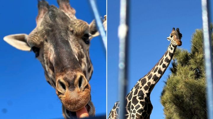 Espacio amplio, clima templado, familia de 7... así es el nuevo hogar de “Benito”
