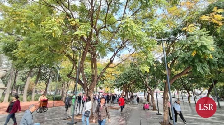 ¿Jacarandas en enero? Recorrimos áreas verdes y esto encontramos