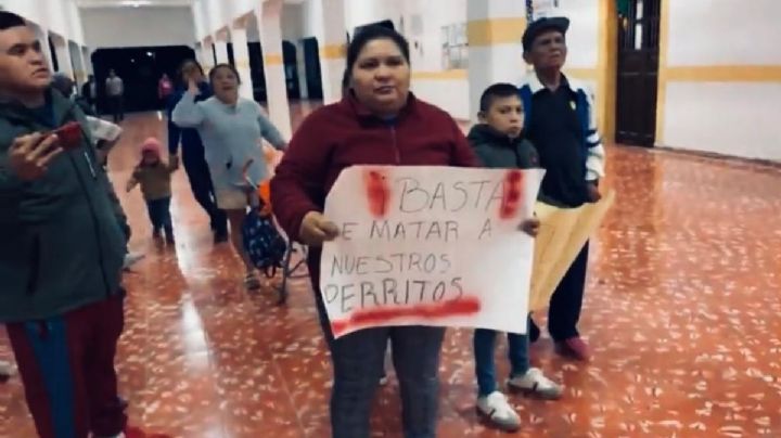 “Basta de matar a nuestros perritos”: Vecinos denuncian agresiones en el municipio de Sudzal